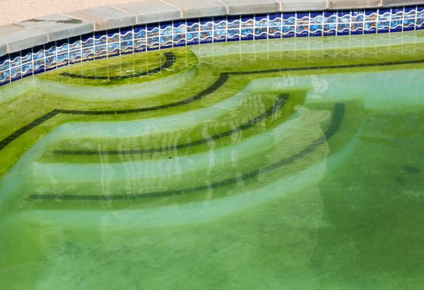 Pool Deck Algae Removal in Auburn